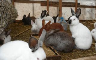 Как открыть кроликоферму и начать зарабатывать Бизнес проект по разведению кроликов