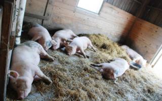 Свиньи: разведение в домашних условиях как бизнес Поросята разведение породы